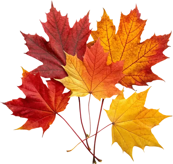 real autumn leaf